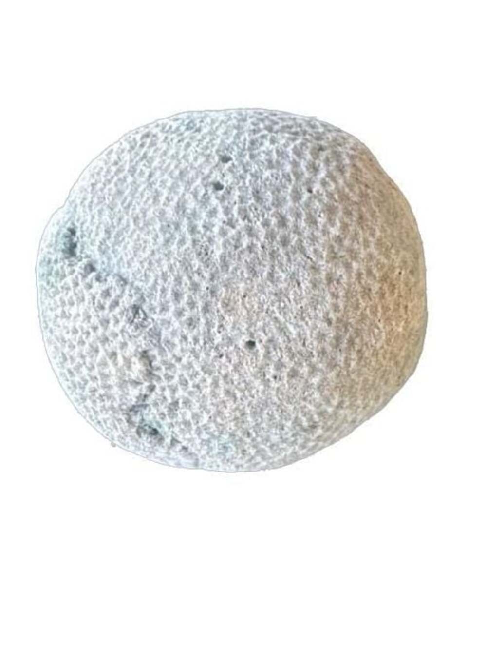 Siderastrea Dalli Fossilized Brain Coral Head Specimen